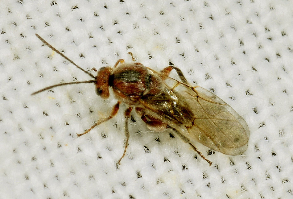 Minuscolo imenottero:  fam.  Cynipidae